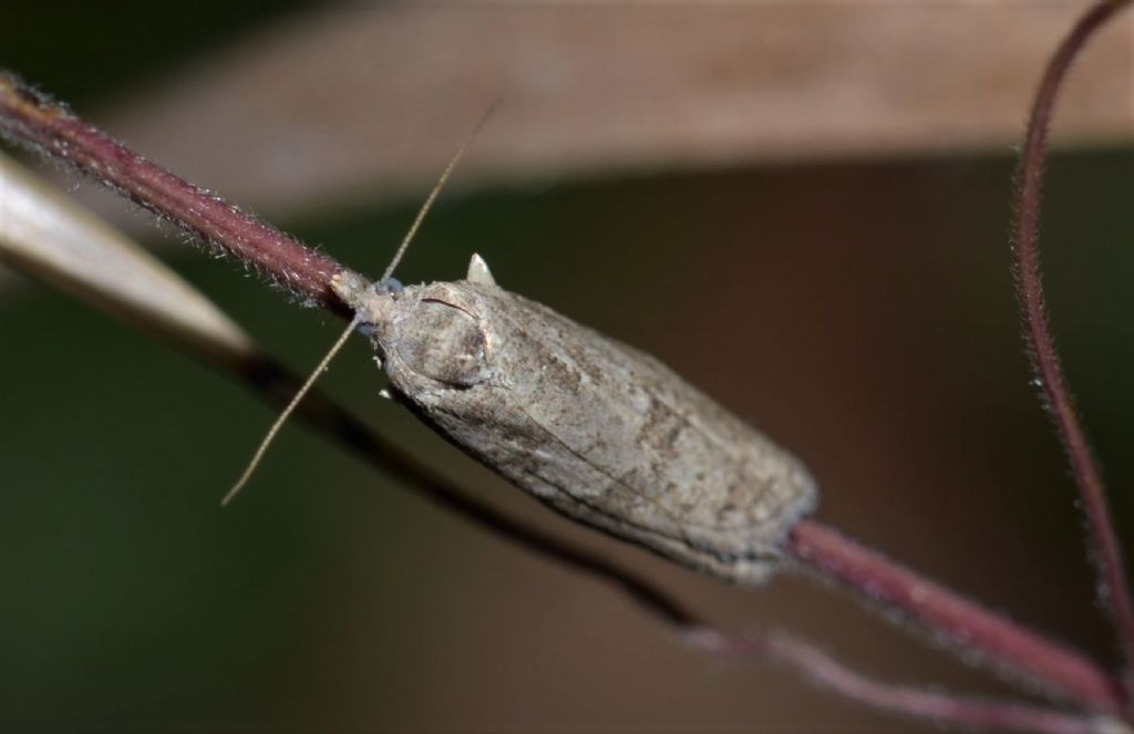 Tortricidae? S, Cnephasia sp.